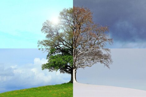 Arbre représentant 4 saisons