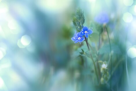 fleur bleu